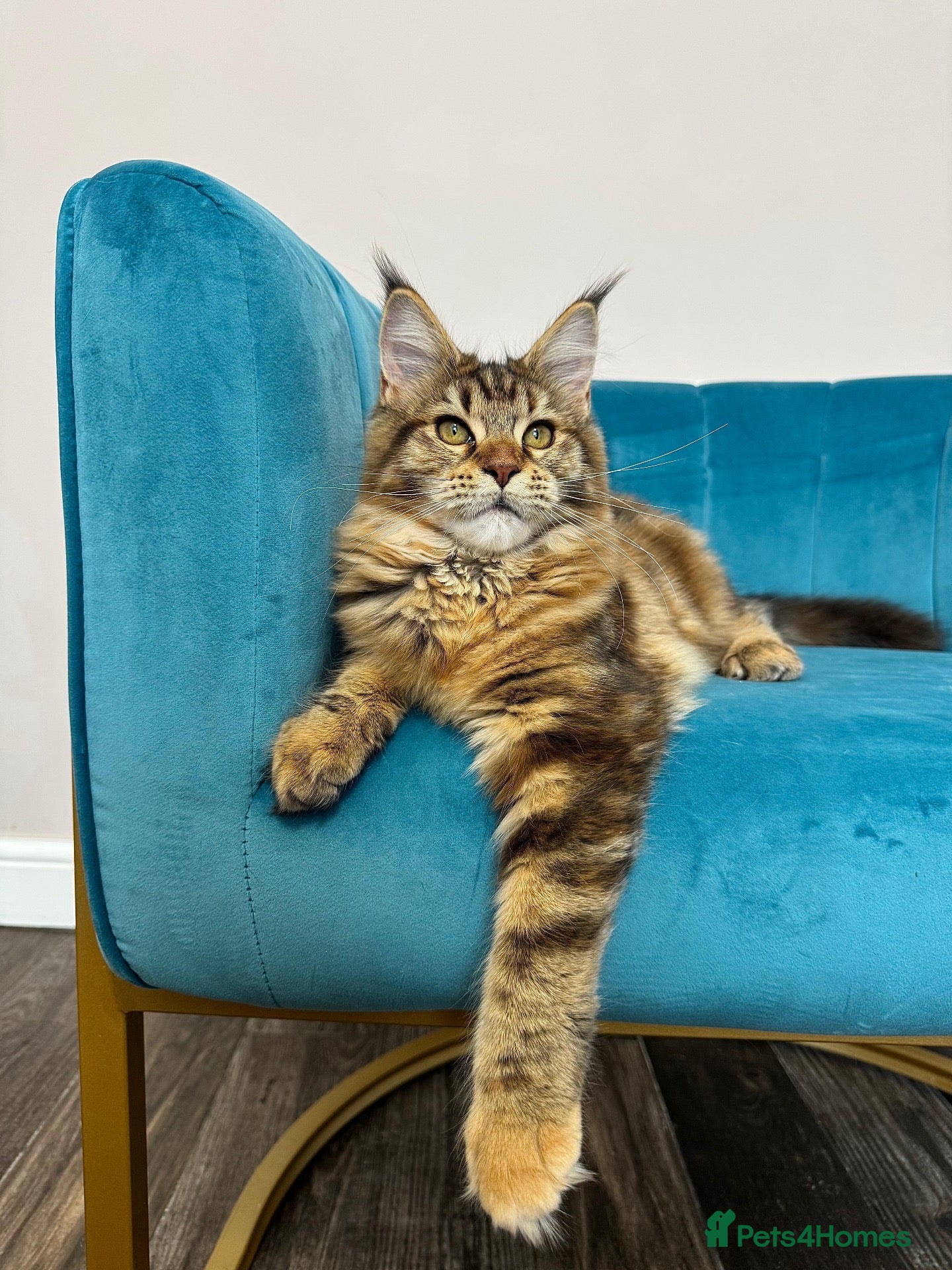 Maine Coon cats TICA Pedigree Registered Maine Coon Kittens - Advert 2