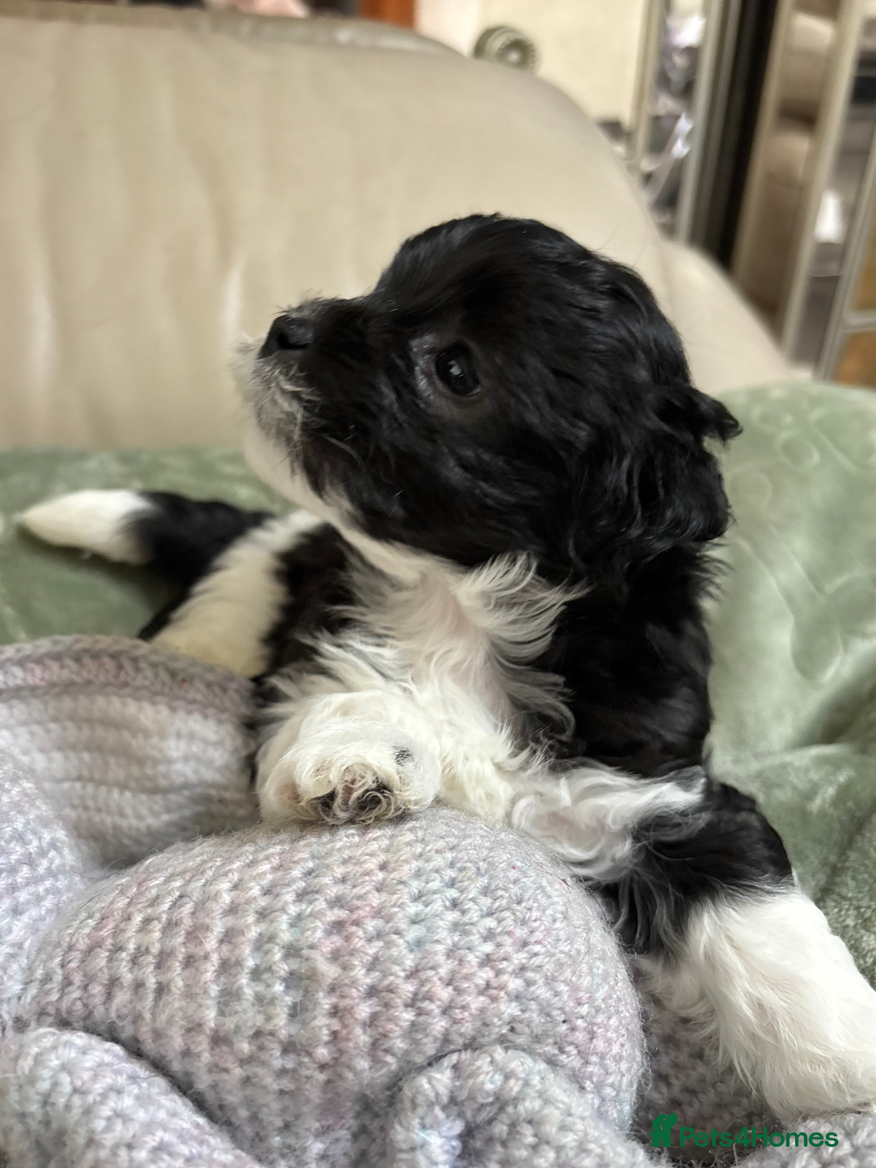 Mixed Breed dogs Adorable Bolonoodle Puppies - Advert 5