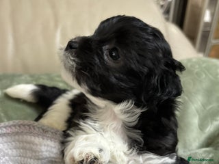 Mixed Breed dogs Adorable Bolonoodle Puppies - Advert 5