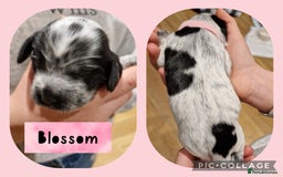 Cocker Spaniel dogs for sale: KC registered Show Type Cocker Spaniels - Image 8