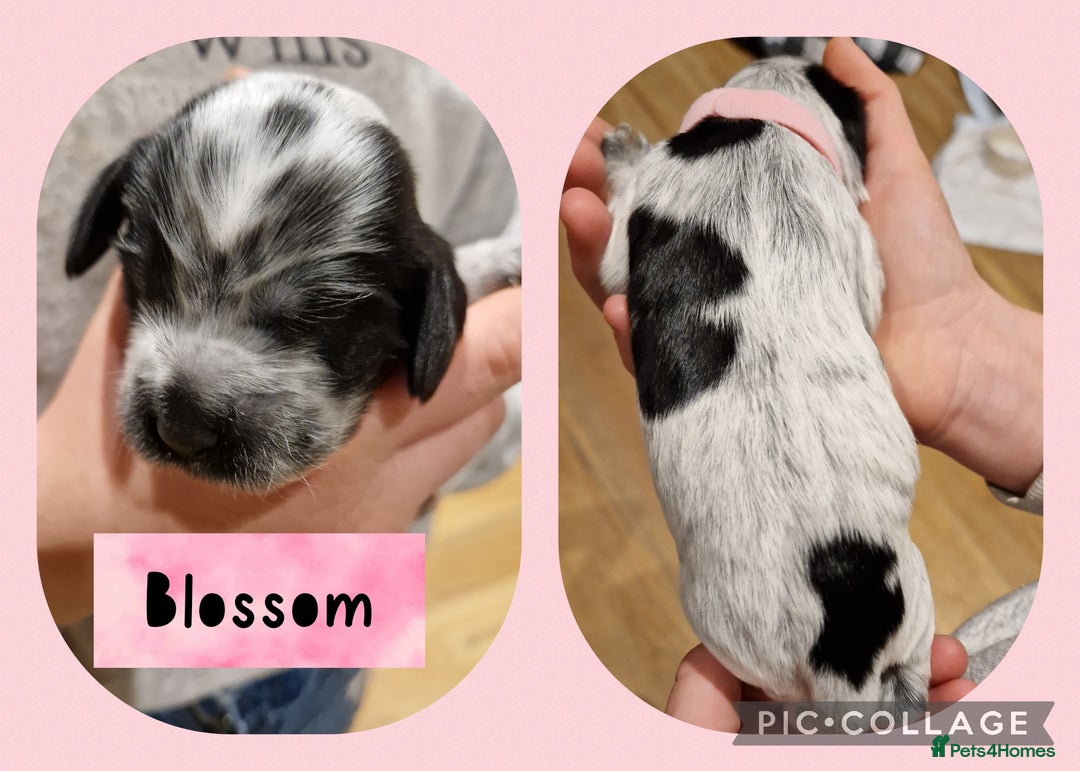 Cocker Spaniel dogs for sale: KC registered Show Type Cocker Spaniels - Image 8