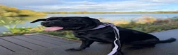 Mixed Breed dogs for sale: Bonnie needs a new home. - Advert 3