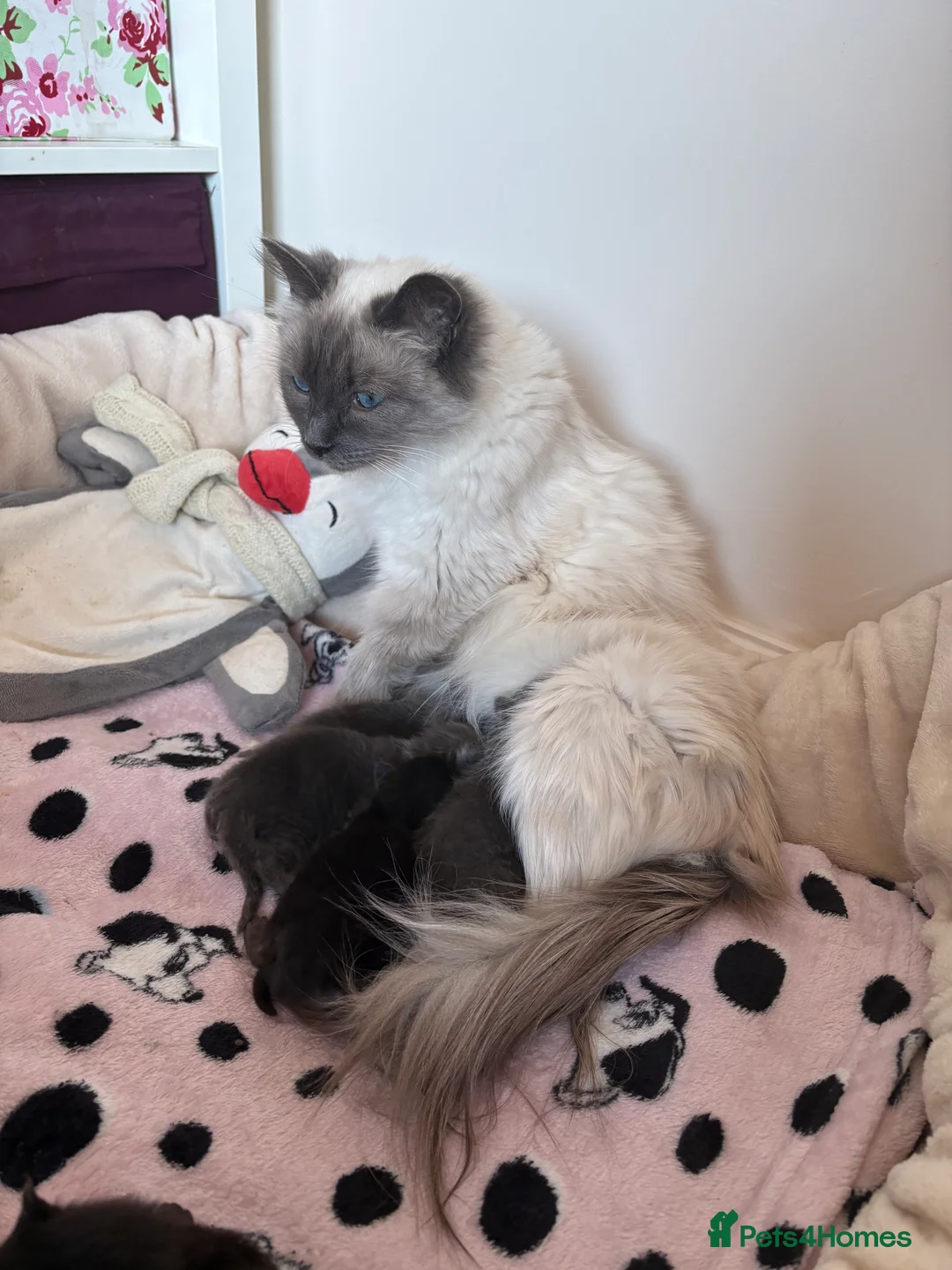 Ragdoll cats for sale: Ragdoll kittens - Advert 2