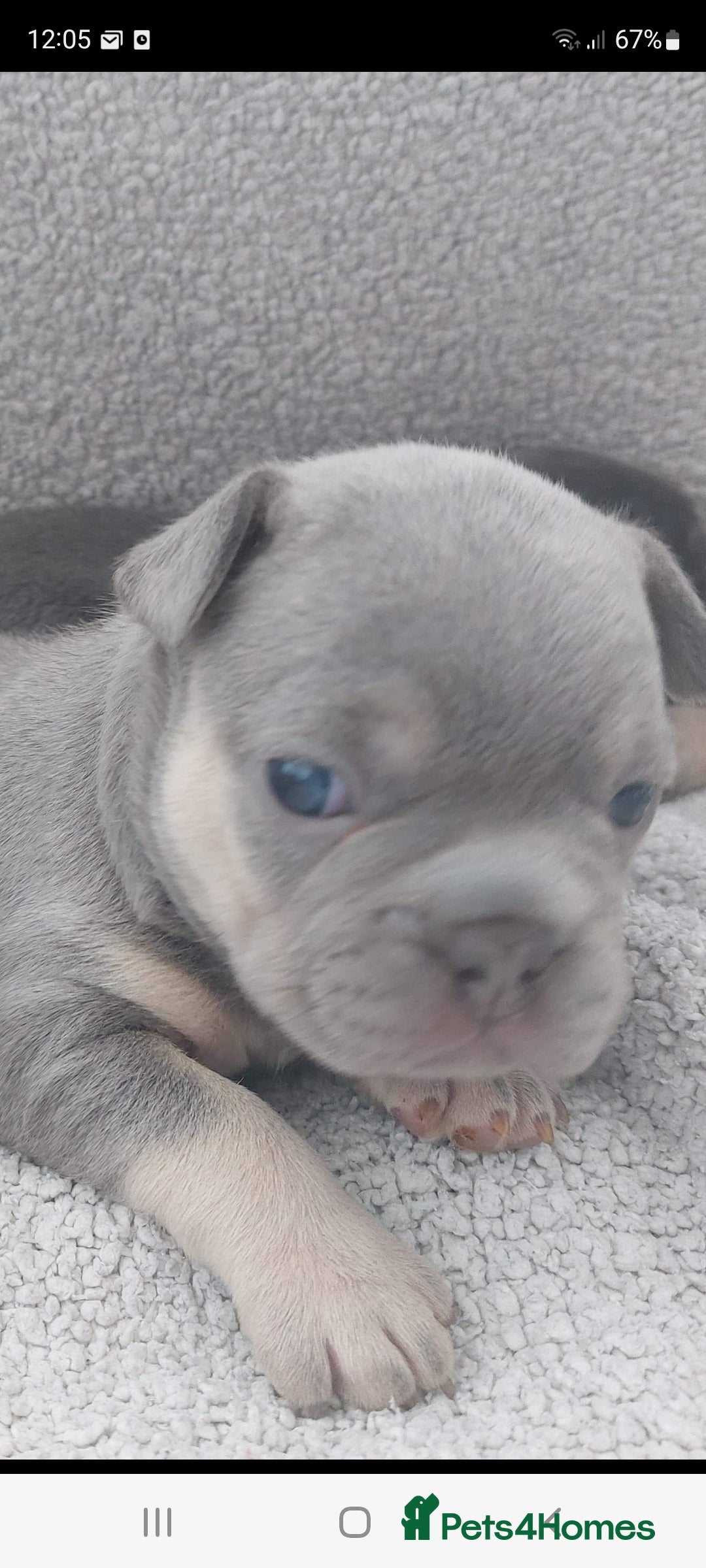 French Bulldog dogs for stud: Top Quality Stud RAMSGATE 🎯🎯 KC registered💣💣  in Ramsgate - Advert 32