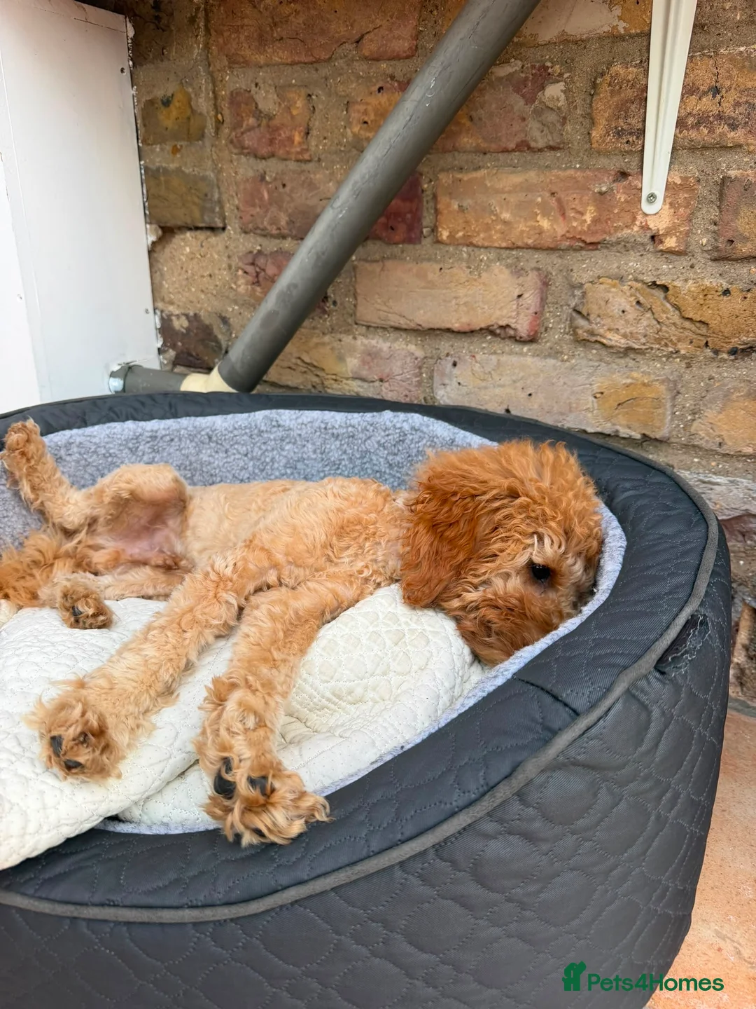 Miniature Poodle dogs for sale: Toby  - Advert 4