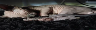 Sphynx 1