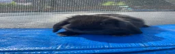 Mini Lop rabbits for sale: Mini Lop Rabbits Pure Bred  - Advert 8