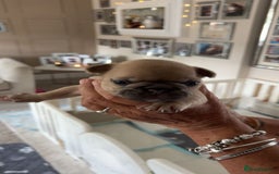 French Bulldog dogs for sale: French Bulldog puppies - Image 26