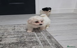Cavachon dogs for sale: Cavachon puppies  - Image 14