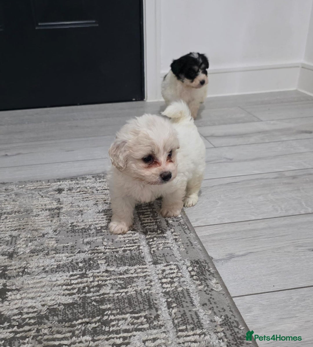 Cavachon dogs for sale: Cavachon puppies  - Image 14