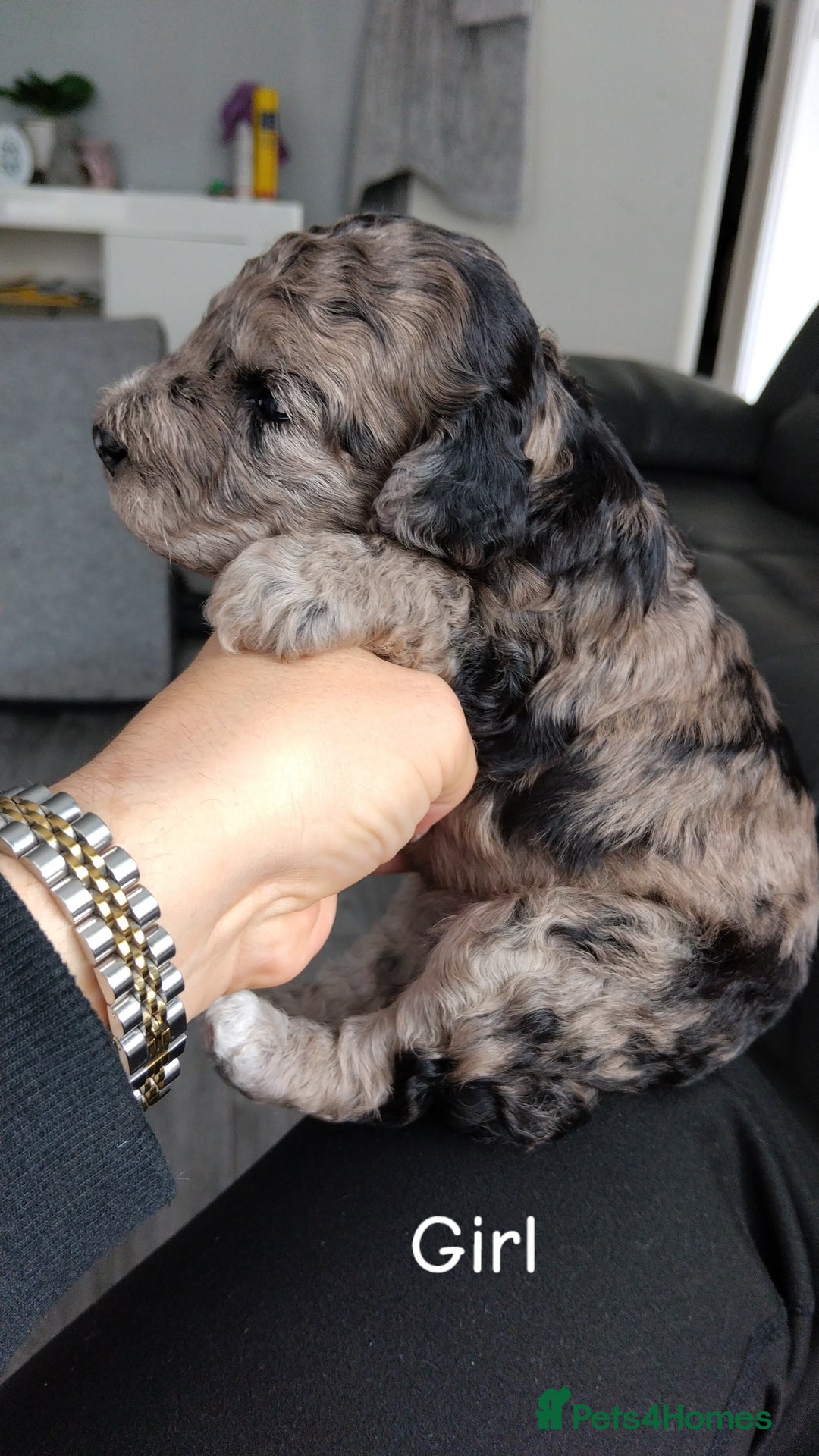 Poochon dogs for sale: Poochons  - Image 14