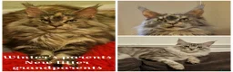 Maine Coon cats for sale: Outstanding Quality shaded line Boys - Advert 25