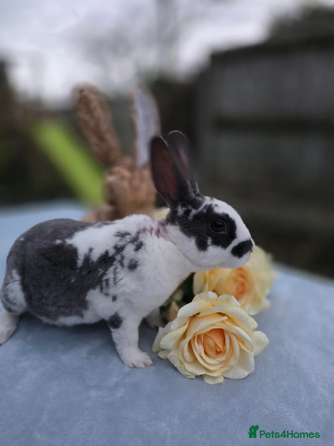 Rex rabbits for sale: Broken Blue Mini Rex Buck - Advert 2
