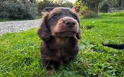 Miniature Dachshund dogs for sale: Miniature long-haired dachshund  - Image 8