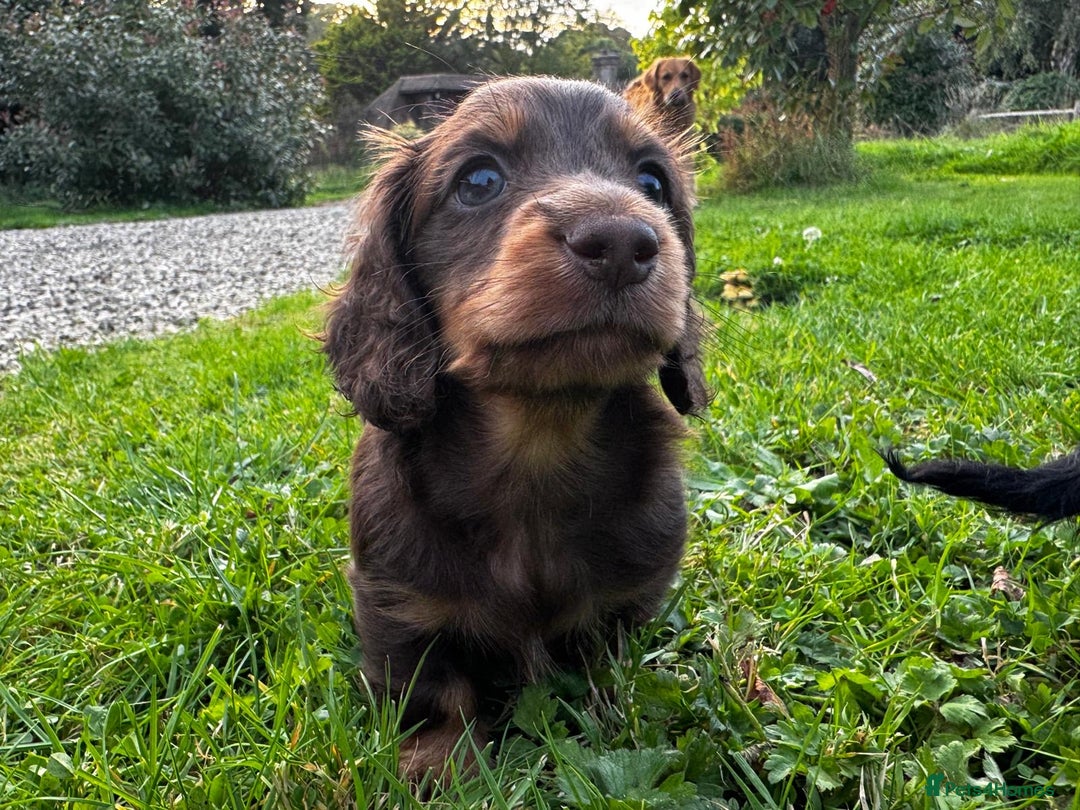 Miniature Dachshund dogs for sale: Miniature long-haired dachshund  - Image 8
