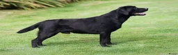 Labrador Retriever dogs for sale: KC reg Black and Chocolate Labrador Puppies - Advert 5