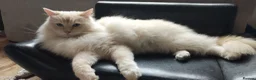 Ragdoll cats for sale: Ragdoll in need of a new home - Advert 4