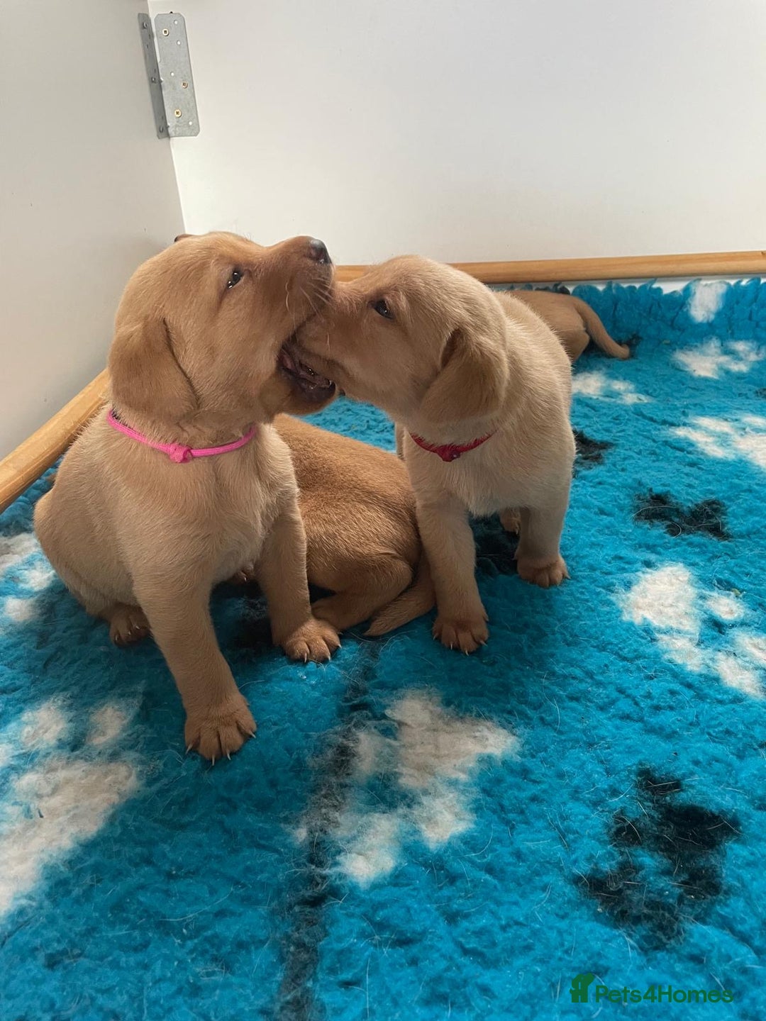 Labrador Retriever dogs for sale: Gorgeous Fox Red Labradors  - Image 8