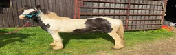 Irish Cob horses for sale: Boblet the super coblet  - Advert 4