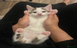 Mixed Breed cats for sale: Adorable Half-Manx Kittens 🐾 - Image 15