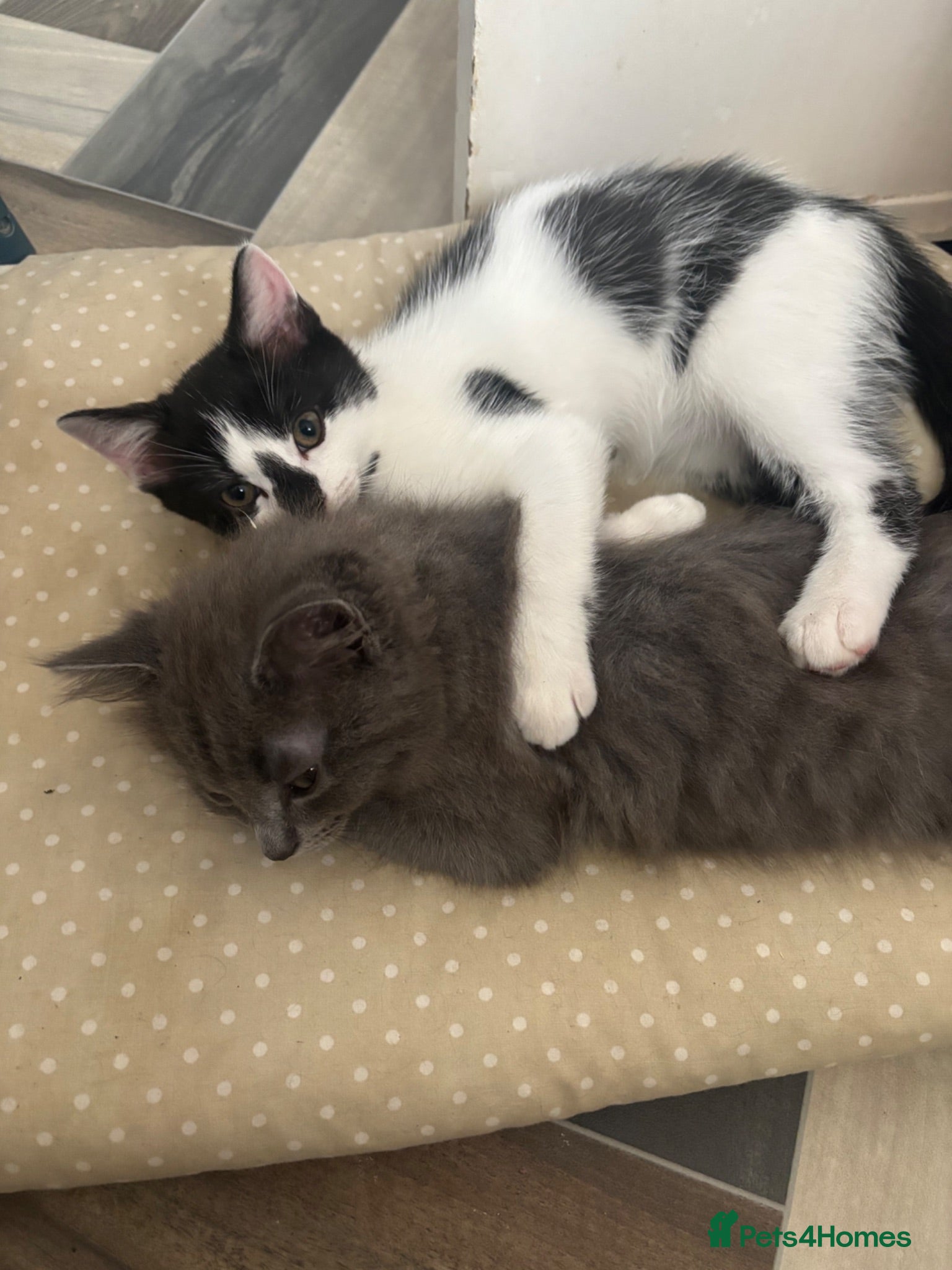 Ragdoll cats Ragdoll-cross kittens 4males and 2 females  - Advert 2