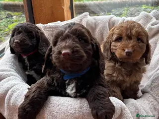 Cockapoo dogs Stunning Rare Chocolate Brown F1 Cockapoo Puppies - Advert 1