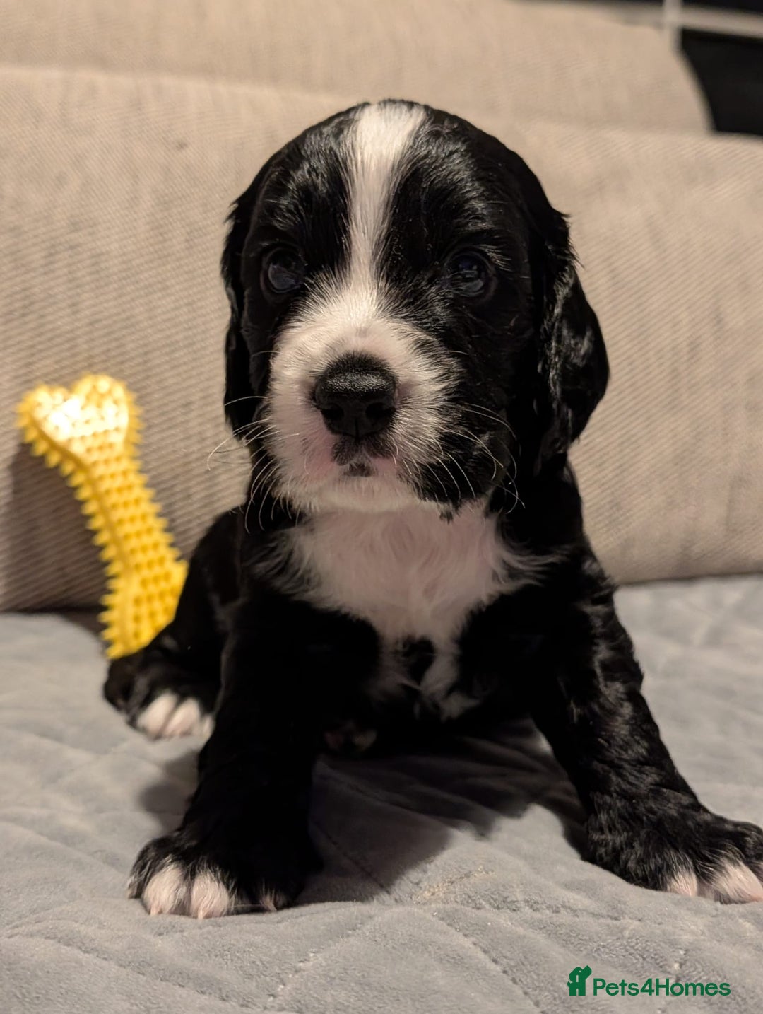 Cocker Spaniel dogs for sale: 🐾KC Reg- Working Cocker Spaniel DNA Tested 🧬 - Image 19