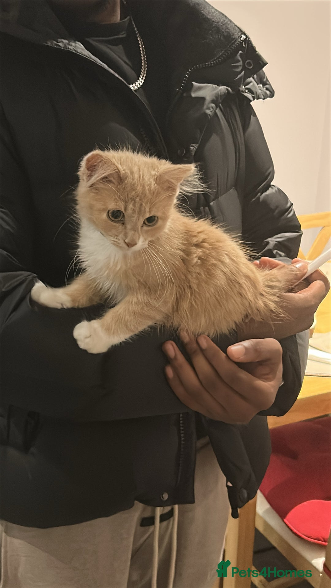 British Longhair cats for sale: Gorgeous Blue/Green Eyed British Long Hair Kitten  - Advert 2