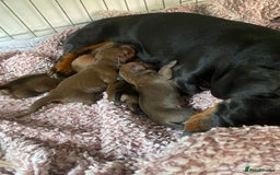 Miniature Dachshund dogs for sale: Miniature dashound  - Image 5