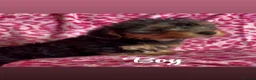 Yorkshire Terrier dogs for sale: Yorkshire Terrier Puppies - Advert 7