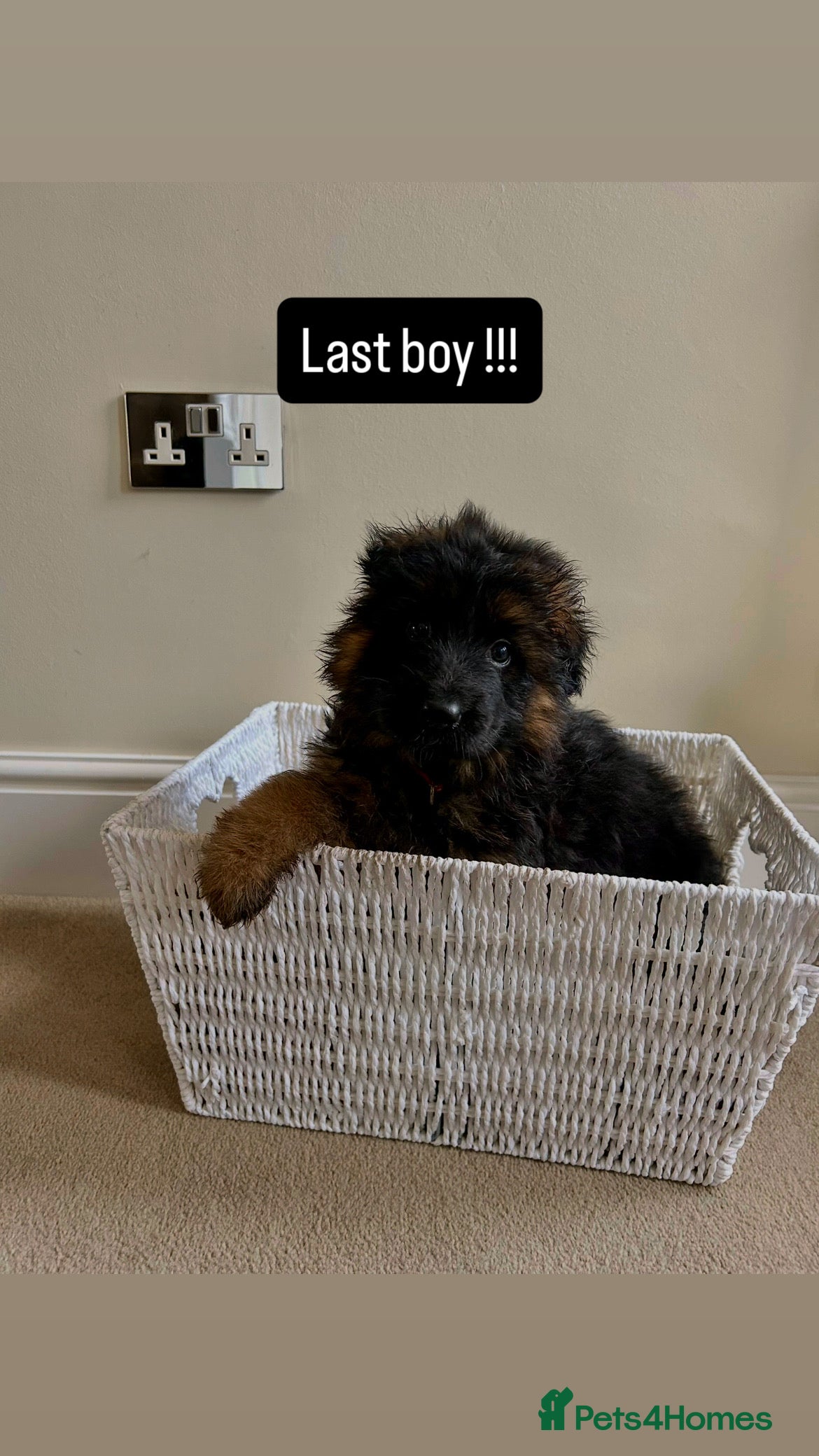 German Shepherd dogs Last stunning male GSD Puppie –Champion Bloodlines - Advert 1