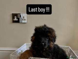 German Shepherd dogs Last stunning male GSD Puppie –Champion Bloodlines - Advert 16
