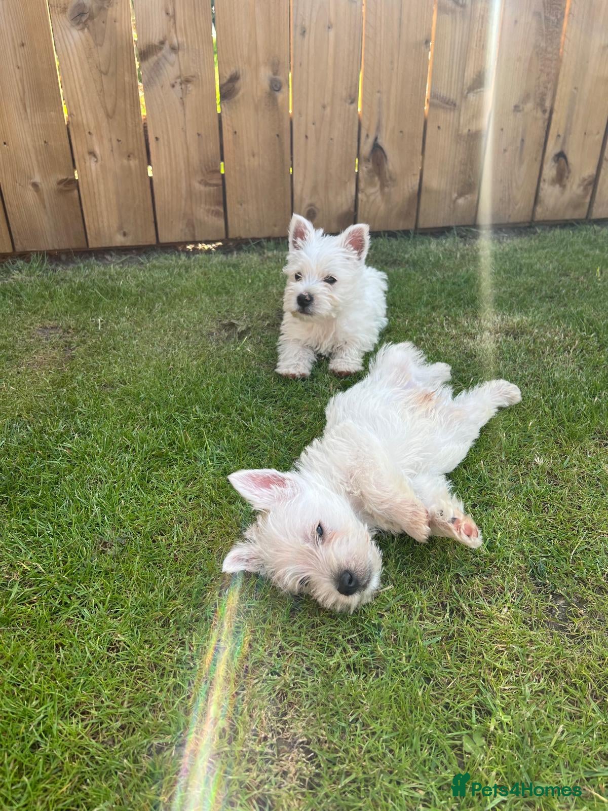 West Highland Terrier dogs Girls available Westies  - Advert 1