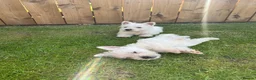 West Highland Terrier dogs for sale: Westies  - Advert 4