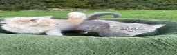 British Shorthair cats for sale: British shorthair kittens in Pwllheli - Advert 16