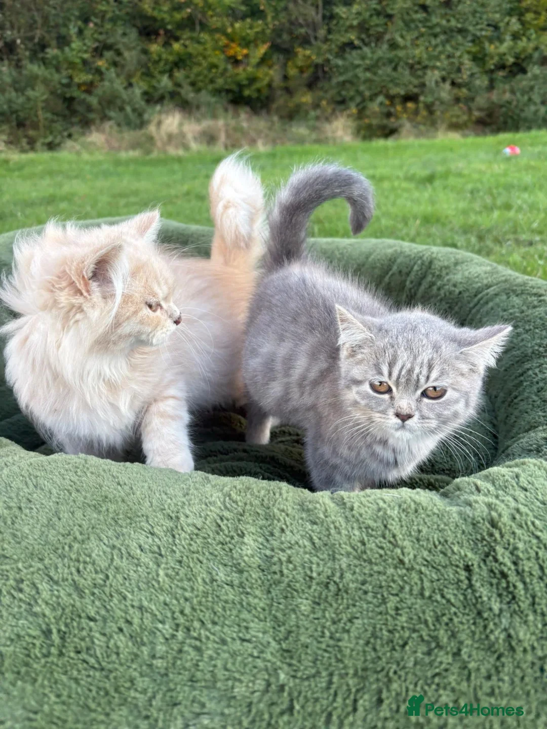 British Shorthair cats for sale: British shorthair kittens in Pwllheli - Advert 16