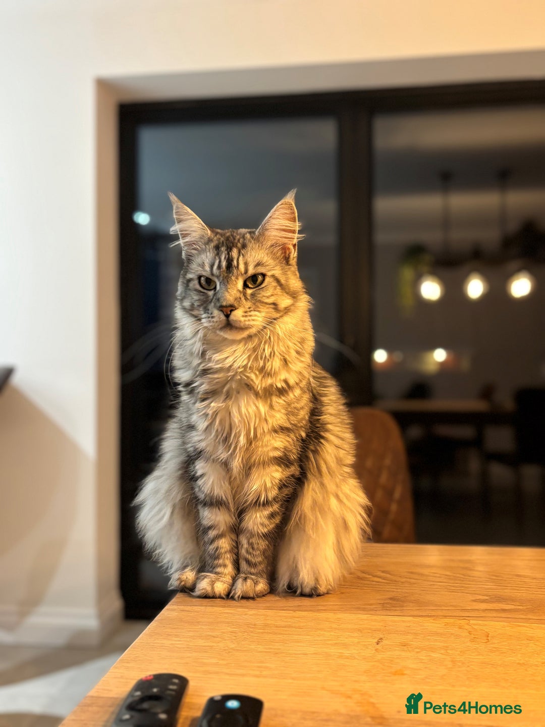Maine Coon cats for sale: TICA Maine Coon Kittens - Advert 6