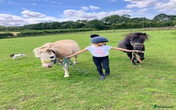 Shetland pony horses for sale: Shetland - Image 2