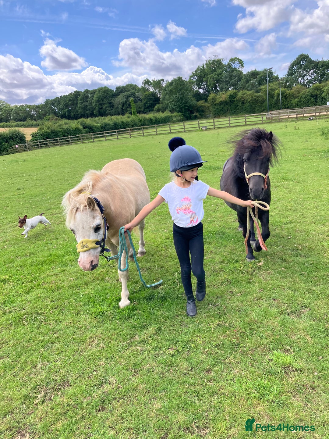 Shetland pony horses for sale: Shetland - Image 2