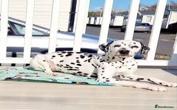 Dalmatian dogs for sale: Kc registered dalmatians  - Image 3