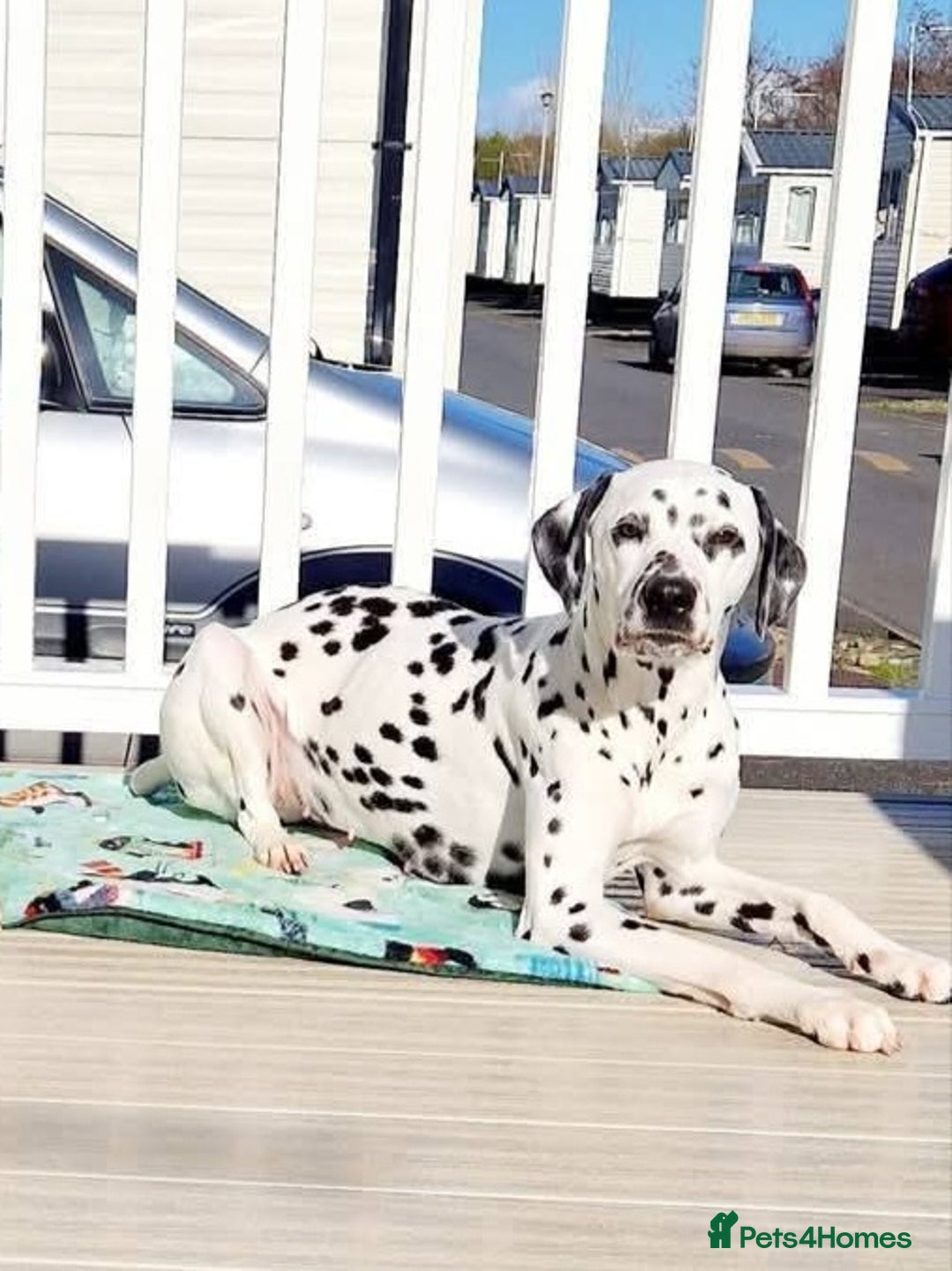 Dalmatian dogs for sale: Kc registered dalmatians  - Image 3
