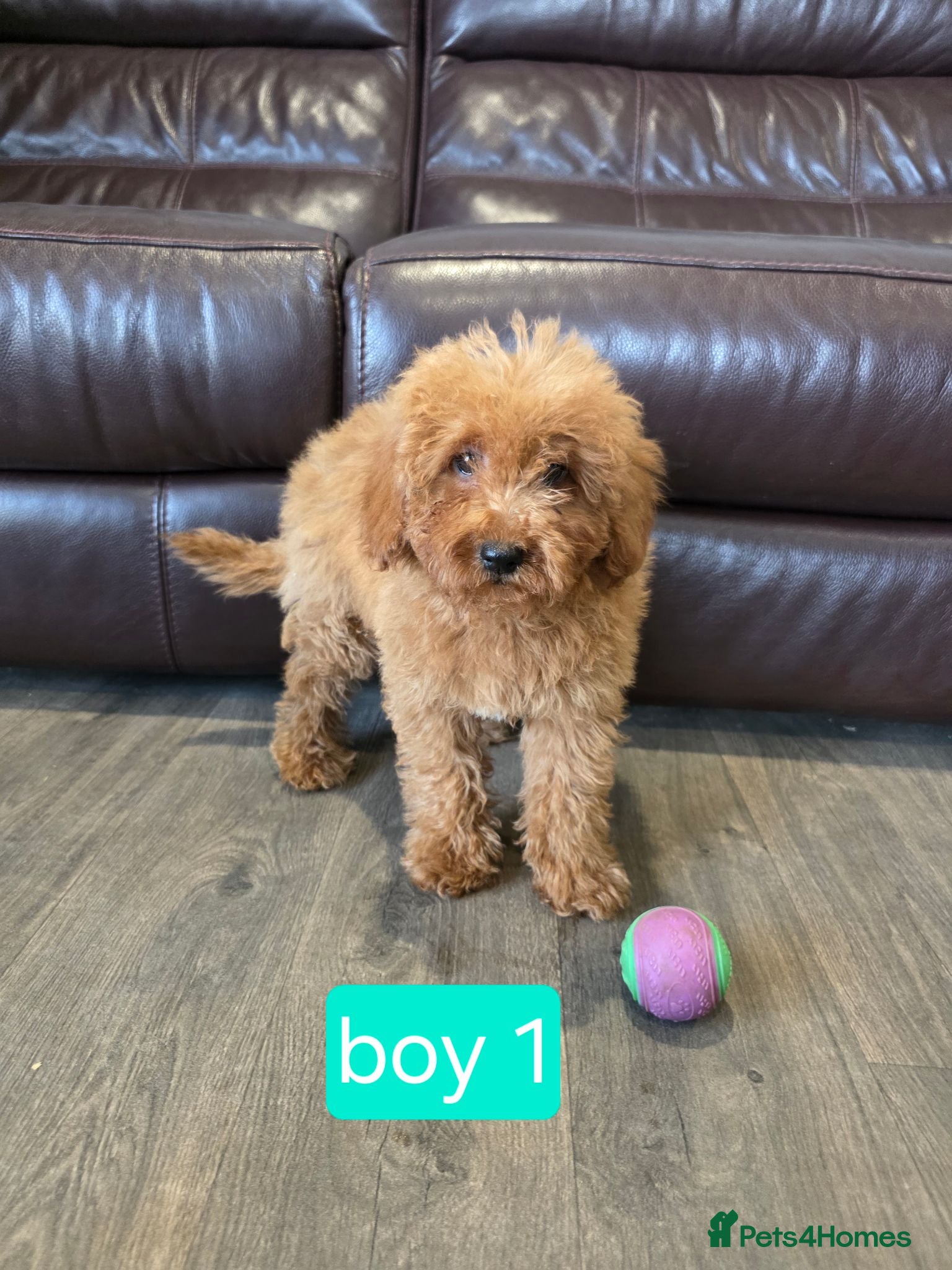 Cavapoo dogs Adorable F1B Cavapoo puppies for sale  - Advert 2