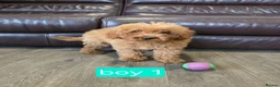 Cavapoo dogs for sale: Adorable F1B Cavapoo puppies for sale  - Advert 7