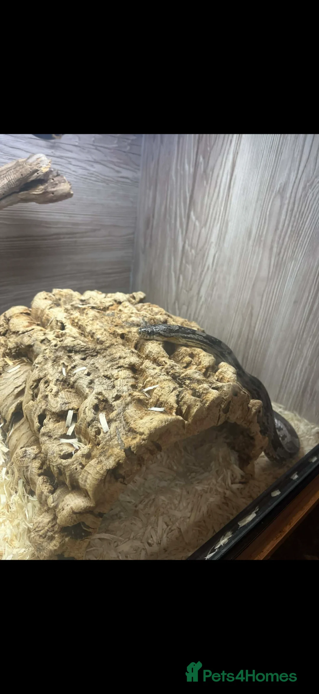Corn Snake reptiles for sale: Gorgeous male corn snake with full set up - Advert 6