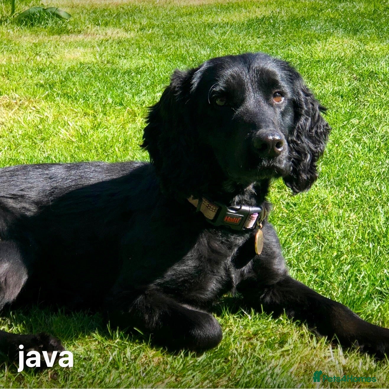Labradoodle dogs Labradoodle needs to a new lovely home - Advert 3
