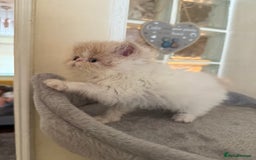 Persian cats for sale: GCCF registered Persian boy! (Colourpoint carrier) - Image 5