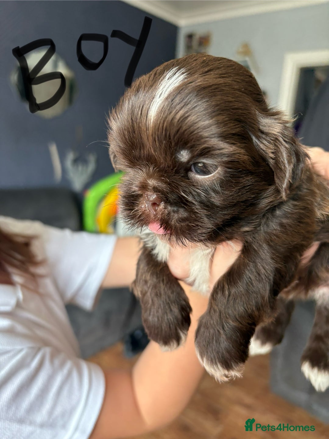 Shih Tzu dogs for sale: Beautiful shih tzu puppies for sale  - Image 5
