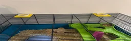 Hamster rodents for sale: Hamster and all accessories  - Advert 4