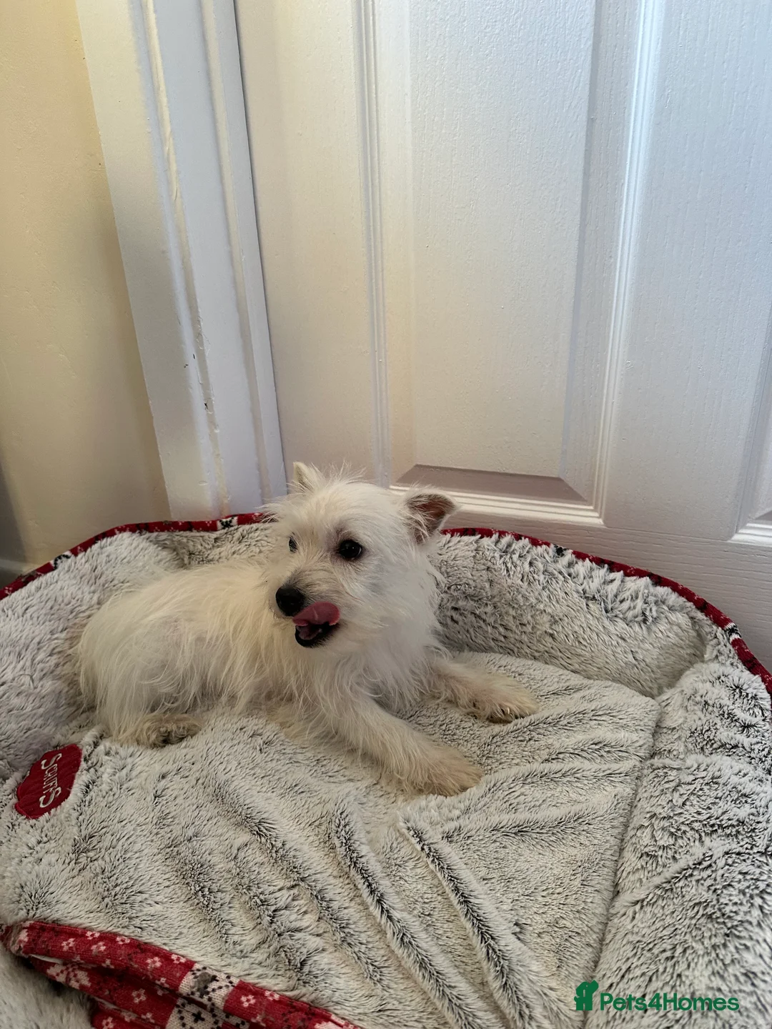 West Highland Terrier dogs for sale: Beautiful West highland terrier puppies  - Advert 7