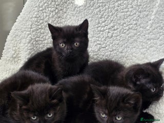 British Shorthair cats - Advert 1